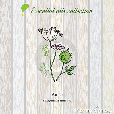 Anise, essential oil label, aromatic plant. Vector Illustration