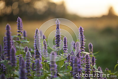 Anise hyssop Stock Photo