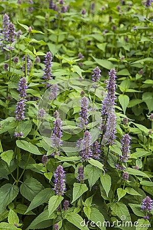 Anise Hyssop Stock Photo