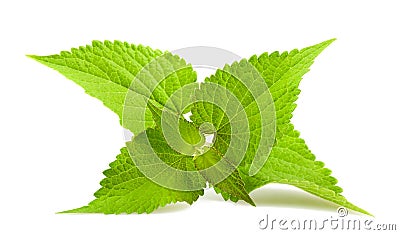 Anise hyssop Stock Photo