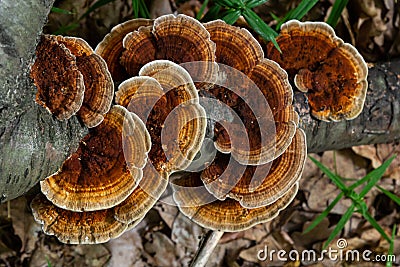 Anise mazegill, a brown rot fungus, Gloeophyllum odoratum Stock Photo