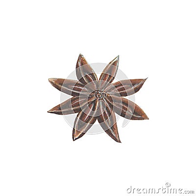 Anise star spice Vector Illustration