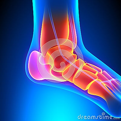 Ankle Bones Anatomy - Pain concept Stock Photo