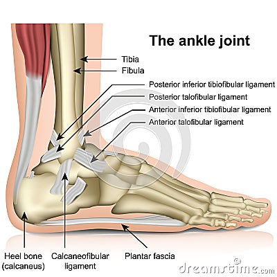 The ankle joint, tendons of the ankle joint foot anatomy vector illustration Vector Illustration