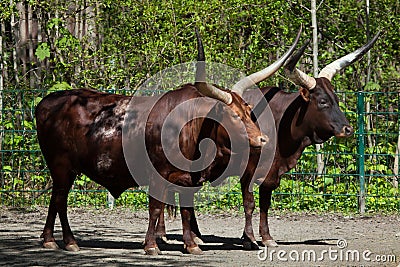 Ankole-Watusi (Bos taurus watusi). Stock Photo