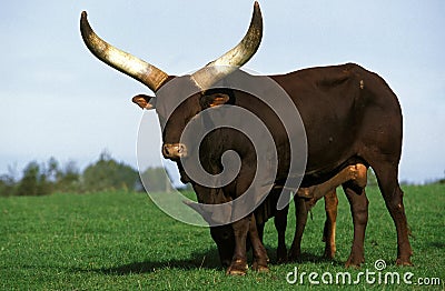 ANKOLE WATUSI CATTLE bos primigenius taurus, BULL STANDING ON GRASS Stock Photo