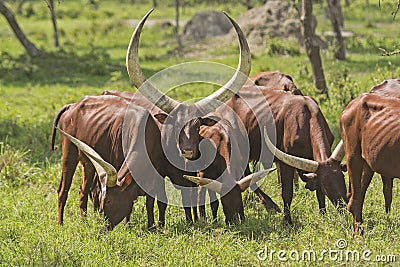 Ankole Watusi Cattle in the Plains Stock Photo