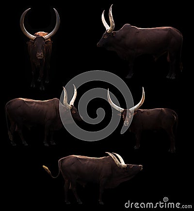 Ankole watusi in dark background Stock Photo