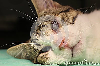 Ankyloblepharon - adhesion of the ciliary edges of superior and inferior eyelids by cat Stock Photo