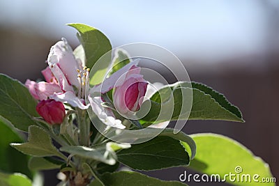 Anna Apple Blossom Stock Photo