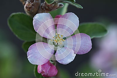 Anna Apple Blossom Stock Photo