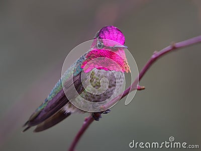 Anna Hummingbird perching on tree branch Stock Photo