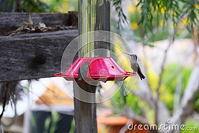 California Wildlife Series - Anna Hummingbirds at feeder - Calypte Anna Stock Photo