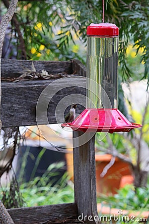 California Wildlife Series - Anna Hummingbirds at feeder - Calypte Anna Stock Photo