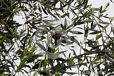 California Wildlife Series - Anna Hummingbirds perched on a branch - Calypte Anna Stock Photo
