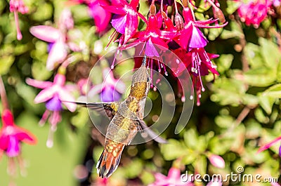 An Anna`s hummingbird Calypte anna feeds from a colorful Fuchsia bush. Stock Photo