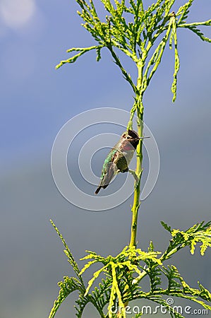 Anna's Hummingbird Stock Photo