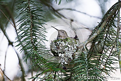 Anna's Hummingbird Nest Stock Photo