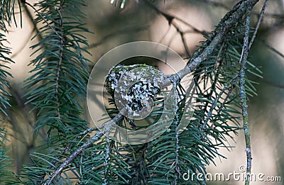 Anna's Hummingbird Nest Stock Photo