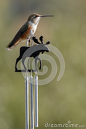 Anna`s hummingbird sits on a bull moose windchime Stock Photo