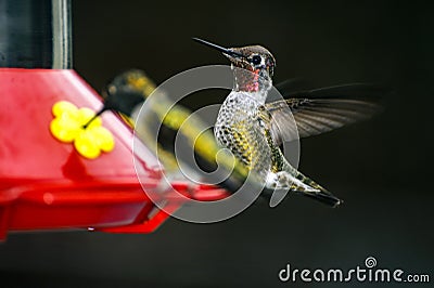 Anna's hummingbirds perched on a red feeder Stock Photo