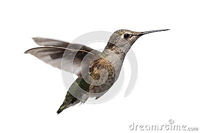 Annas Hummingbird (Calypte anna) Stock Photo