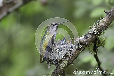 Annas hummingbird nest Stock Photo