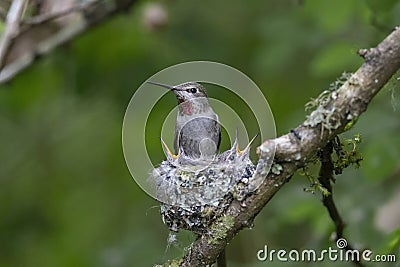 Annas hummingbird nest Stock Photo