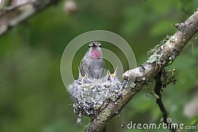 Annas hummingbird nest Stock Photo