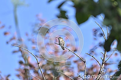 Annas Hummingbird perched in a tree 5 Stock Photo