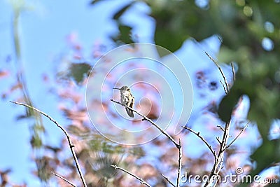 Annas Hummingbird perched in a tree 4 Stock Photo