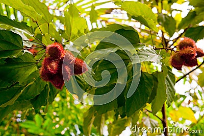 Annatto Stock Photo