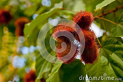 Annatto Stock Photo