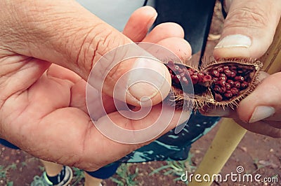 Annatto inside the shell, exotic fruit native to the Amazon Stock Photo