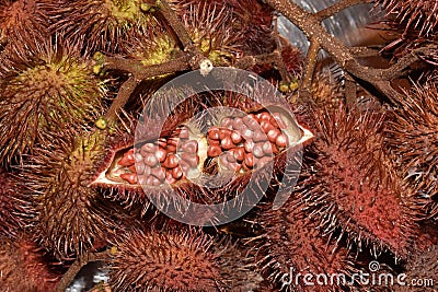 Annatto also known as Roucou or Achiote Stock Photo