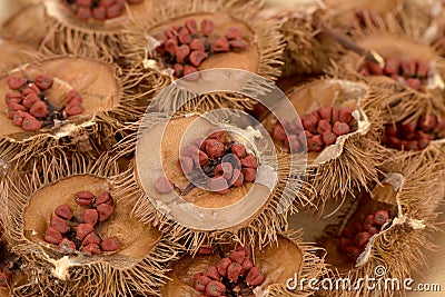 Annatto Tree Bixa orellana L. fruits. Stock Photo