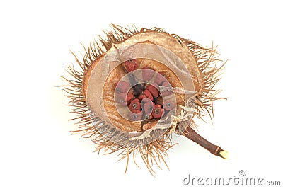 Annatto Tree Bixa orellana L. fruits. Stock Photo