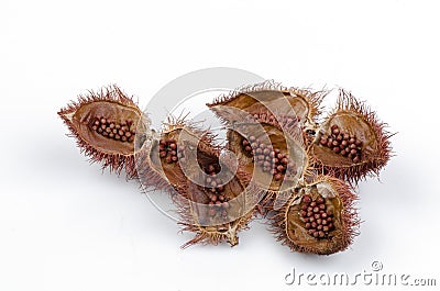 Annatto Tree (Bixa orellana L.). Stock Photo