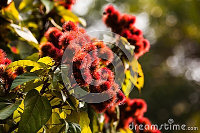 Annatto tree Stock Photo