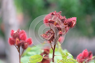 Annatto tree in the forest, Thailand Stock Photo