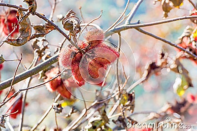 Annatto tree Stock Photo