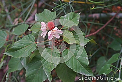 Annatto Tree, medicinal plant and pigment Stock Photo