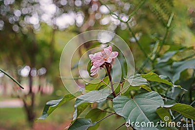 Annatto Tree, medicinal plant and pigment Stock Photo