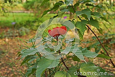 Annatto Tree, tropical plant use as food and natural dye for food Stock Photo