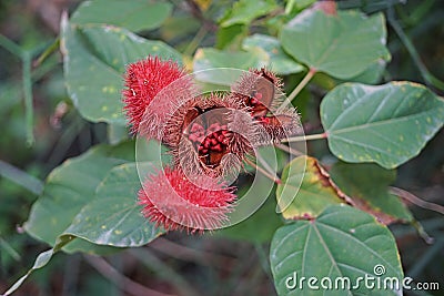 Annatto Tree, tropical plant use as food and natural dye for food Stock Photo