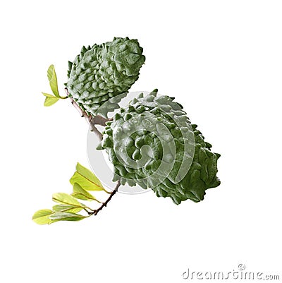 Annona Muricata Stock Photo