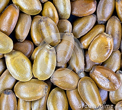 Annona muricata, soursop seeds Stock Photo