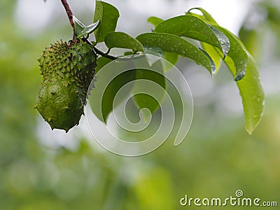 Annona muricate Thai fruit yellow ripe small durian on nature blurred background Stock Photo