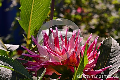 Annual dahlia flowers of different colors. Stock Photo