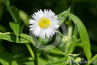 Annual Fleabane - Erigeron annuus Stock Photo